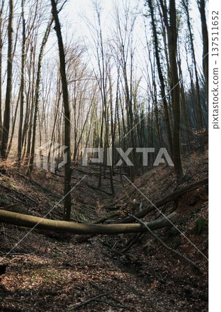Narrow forest ravine with fallen trees and dry leaves in Fruska Gora, Serbia. Early spring woodland landscape highlighting raw nature and peaceful travel scenery Narrow forest ravine with fallen trees and dry leaves in Fruska Gora, Serbia. Early spring woodland landscape highlighting raw nature and peaceful travel scenery 137511652