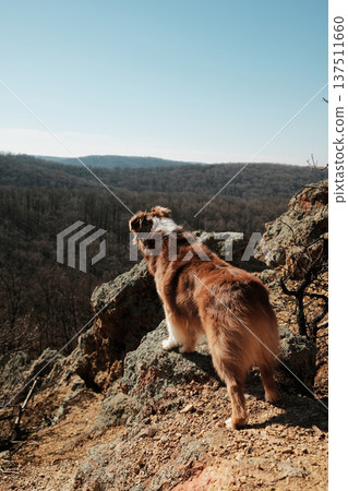 Australian Shepherd looking over forest valley from rocky cliff at Orlove Stene, Fruska Gora, Serbia. Scenic early spring panorama highlights exploration and freedom concept Australian Shepherd looking over forest valley from rocky cliff at Orlove Stene, Fruska Gora, Serbia. Scenic early spring panorama highlights exploration and freedom concept 137511660
