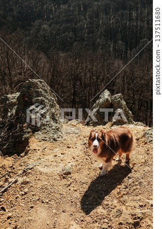 Australian Shepherd standing on rocky ground at Orlove Stene viewpoint in Fruska Gora, Serbia. Early spring forest valley backdrop emphasizes freedom, travel, and active outdoor lifestyle 137511680