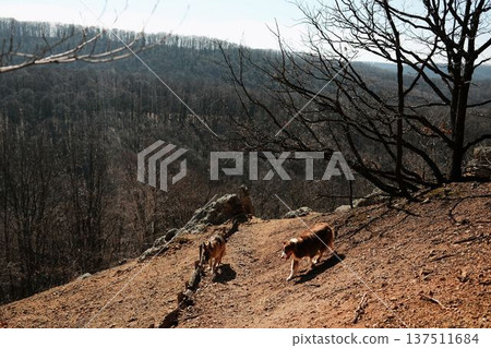 Two dogs German and Australian Shepherd exploring rocky slope at Orlove Stene viewpoint, Fruska Gora, Serbia. Scenic forest valley below emphasizes freedom and adventure travel themes Two dogs German and Australian Shepherd exploring rocky slope at Orlove Stene viewpoint, Fruska Gora, Serbia. Scenic forest valley below emphasizes freedom and adventure travel themes 137511684