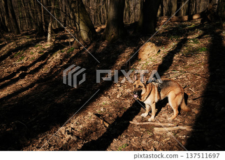 German Shepherd dog standing in dappled sunlight on a forest floor in Fruska Gora, Serbia. Early spring woodland setting capturing strength and alert canine presence 137511697