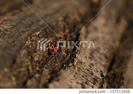 Red and black firebug insect crawling on textured tree bark in Fruska Gora, Serbia. Early spring macro scene highlighting forest biodiversity and small wildlife detail Red and black firebug insect crawling on textured tree bark in Fruska Gora, Serbia. Early spring macro scene highlighting forest biodiversity and small wildlife detail 137511698