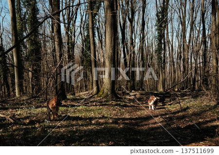 German and Australian Shepherd dogs walking through sunlit forest in Fruska Gora, Serbia. Early spring hiking scene highlighting companionship, exploration, and active outdoor lifestyle 137511699