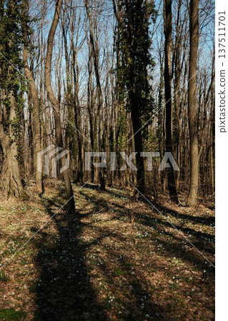 Sunlit forest slope in Fruska Gora, Serbia during early spring. Snowdrops scatter across dry leaves beneath tall trees, highlighting seasonal renewal and eco tourism appeal. Sunlit forest slope in Fruska Gora, Serbia during early spring. Snowdrops scatter across dry leaves beneath tall trees, highlighting seasonal renewal and eco tourism appeal. 137511701