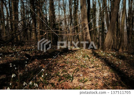Snowdrops blooming along a shaded forest trail in Fruska Gora, Serbia. Early spring wildflowers emerging through fallen leaves, symbolizing rebirth and hope Snowdrops blooming along a shaded forest trail in Fruska Gora, Serbia. Early spring wildflowers emerging through fallen leaves, symbolizing rebirth and hope 137511705