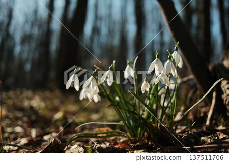 Close view of snowdrops blooming on the forest floor in Fruska Gora, Serbia. Early spring wildflowers emerging through fallen leaves symbolize hope and new beginnings Close view of snowdrops blooming on the forest floor in Fruska Gora, Serbia. Early spring wildflowers emerging through fallen leaves symbolize hope and new beginnings 137511706