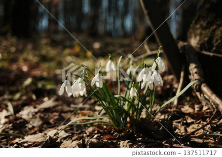 Close view of snowdrops blooming on the forest floor in Fruska Gora, Serbia. Early spring wildflowers emerging through fallen leaves symbolize hope and new beginnings Close view of snowdrops blooming on the forest floor in Fruska Gora, Serbia. Early spring wildflowers emerging through fallen leaves symbolize hope and new beginnings 137511717