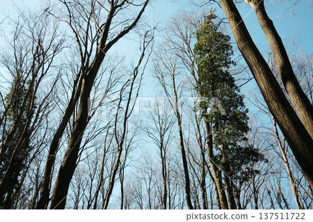 Tall leafless trees reaching toward a clear blue sky in Fruska Gora, Serbia. Early spring forest scene emphasizing height, perspective, and natural resilience 137511722