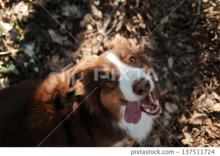 Australian Shepherd resting on a forest trail in Fruska Gora, Serbia during early spring. Outdoor lifestyle scene highlighting pet companionship and active nature travel Australian Shepherd resting on a forest trail in Fruska Gora, Serbia during early spring. Outdoor lifestyle scene highlighting pet companionship and active nature travel 137511724