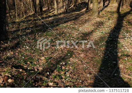 Snowdrops blooming along a shaded forest trail in Fruska Gora, Serbia. Early spring wildflowers emerging through fallen leaves, symbolizing rebirth and hope Snowdrops blooming along a shaded forest trail in Fruska Gora, Serbia. Early spring wildflowers emerging through fallen leaves, symbolizing rebirth and hope 137511728