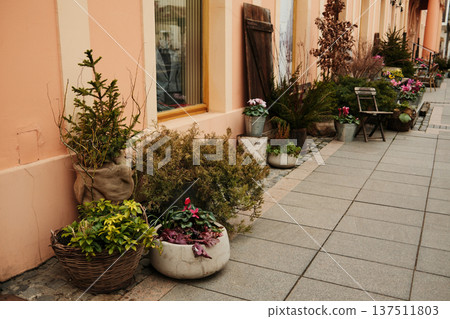 Decorative potted plants and flowers along pastel facade in Sombor, Serbia. Cozy European street design and urban lifestyle concept Decorative potted plants and flowers along pastel facade in Sombor, Serbia. Cozy European street design and urban lifestyle concept 137511803