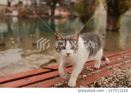 Street cat walking on wooden path near river with ducks in Mostar. Urban wildlife scene showing calm daily life and natural harmony in historic Balkan city Street cat walking on wooden path near river with ducks in Mostar. Urban wildlife scene showing calm daily life and natural harmony in historic Balkan city 137511820