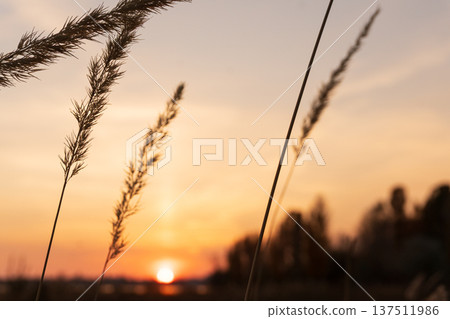 Silhouettes of tall grass against a golden sunset sky. Nature background of a field in the evening with orange light. Copy space for text Silhouettes of tall grass against a golden sunset sky. Nature background of a field in the evening with orange light. Copy space for text 137511986