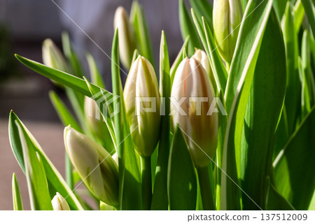 Close up of fresh white tulip buds with green stripes. Spring garden flowers in sunlight. Floral background Close up of fresh white tulip buds with green stripes. Spring garden flowers in sunlight. Floral background 137512009