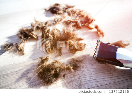 Electric hair clipper for Barber. Clipping hair in home. Trimmer to cut hair Trimmer cuthair at home Electric hair clipper for Barber. Clipping hair in home. Trimmer to cut hair Trimmer cuthair at home 137512126