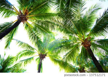 Sunlight shines  tropical palm trees on sunset sky background. Tall palm trees stretch towards sky  137512171