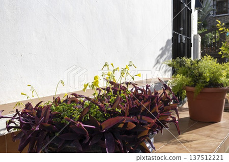 Flowers and plants in pots on a sunny day in Frigiliana Spain with a white wall in the background Flowers and plants in pots on a sunny day in Frigiliana Spain with a white wall in the background 137512221