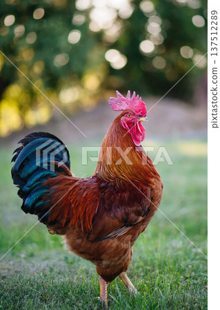 Rooster foraging on green grass in backyard. Rooster foraging on green grass in backyard. 137512289