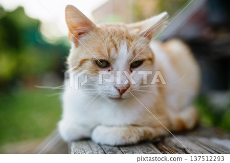 Domestic ginger cat resting outdoors in backyard garden. 137512293