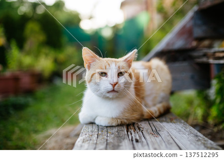 House cat lounging peacefully in backyard garden. 137512295