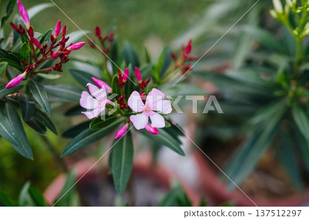 Potted oleander plants with flowers in backyard garden. Potted oleander plants with flowers in backyard garden. 137512297
