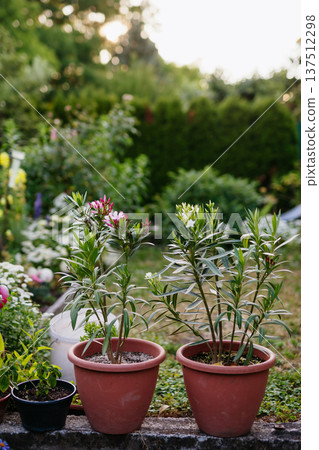 Potted oleander plants with flowers in backyard garden. Potted oleander plants with flowers in backyard garden. 137512298