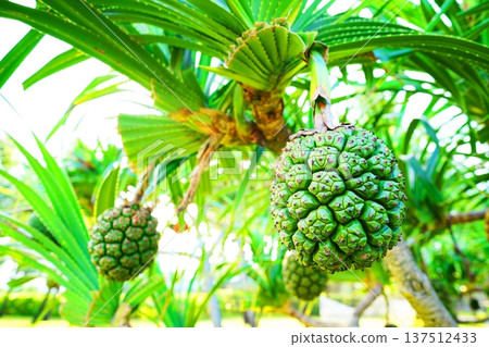 Pandanus tree on blue sky. Pandanus fruit on tropical tree on blue sky background. Tropical fruit  137512433