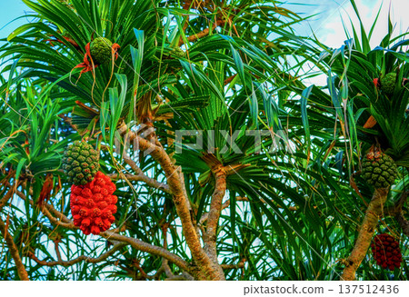 Pandanus tree on blue sky. Pandanus fruit on tropical tree on blue sky background. Tropical fruit Pandanus tree on blue sky. Pandanus fruit on tropical tree on blue sky background. Tropical fruit 137512436