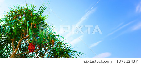 Pandanus tree on blue sky. Pandanus fruit on tropical tree on blue sky background. Tropical fruit Pandanus tree on blue sky. Pandanus fruit on tropical tree on blue sky background. Tropical fruit 137512437