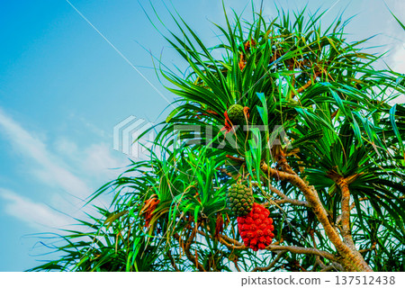 Pandanus tree on blue sky. Pandanus fruit on tropical tree on blue sky background. Tropical fruit Pandanus tree on blue sky. Pandanus fruit on tropical tree on blue sky background. Tropical fruit 137512438