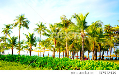 Palm trees background in sunny summer day in tropical resort. Lush coconut palms ta ocean beach l Palm trees background in sunny summer day in tropical resort. Lush coconut palms ta ocean beach l 137512439
