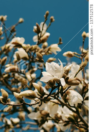 Magnolia branches covered with white blossoms and unopened buds in spring. Flowering tree against clear blue sky in Belgrade Magnolia branches covered with white blossoms and unopened buds in spring. Flowering tree against clear blue sky in Belgrade 137512578