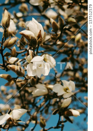 Magnolia branches covered with white blossoms and unopened buds in spring. Flowering tree against clear blue sky in Belgrade Magnolia branches covered with white blossoms and unopened buds in spring. Flowering tree against clear blue sky in Belgrade 137512579