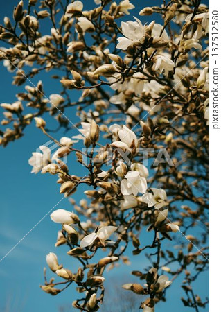 Magnolia branches covered with white blossoms and unopened buds in spring. Flowering tree against clear blue sky in Belgrade Magnolia branches covered with white blossoms and unopened buds in spring. Flowering tree against clear blue sky in Belgrade 137512580