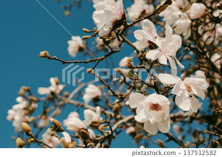 Blooming magnolia tree with delicate white flowers against a clear blue sky. Spring blossom branches captured in natural sunlight in Belgrade Blooming magnolia tree with delicate white flowers against a clear blue sky. Spring blossom branches captured in natural sunlight in Belgrade 137512582