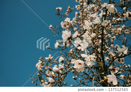 Blooming magnolia tree with delicate white flowers against a clear blue sky. Spring blossom branches captured in natural sunlight in Belgrade Blooming magnolia tree with delicate white flowers against a clear blue sky. Spring blossom branches captured in natural sunlight in Belgrade 137512583
