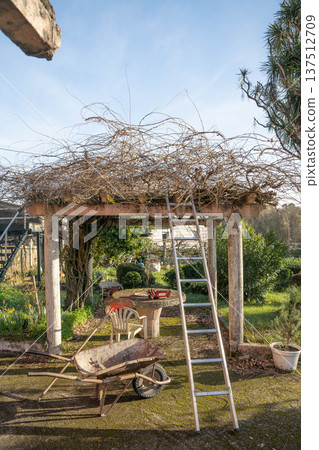 Pergola in a garden before pruning 137512709