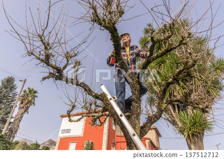Tree pruning in garden Tree pruning in garden 137512712