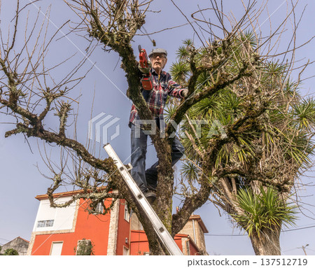 Tree pruning in garden 137512719