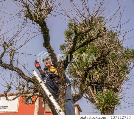 Tree pruning in garden Tree pruning in garden 137512733