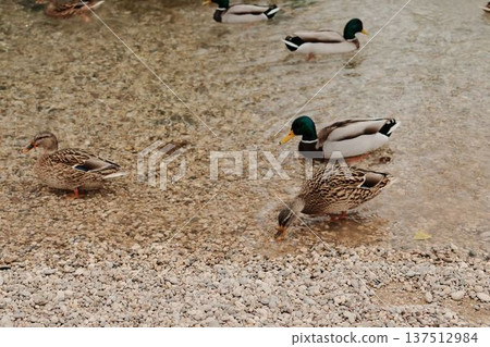 Ducks swimming in shallow clear river water in Mostar old town area. Peaceful natural scene combining wildlife and urban environment 137512984