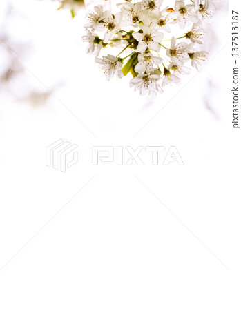 White cherry blossoms with large copy space on bright background White cherry blossoms with large copy space on bright background 137513187
