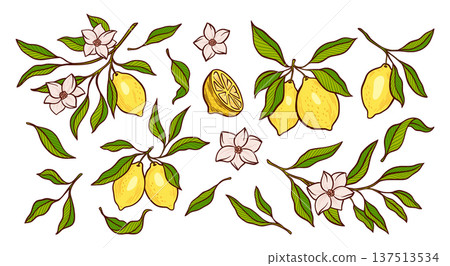 Lemon Leaves Branches Citrus Flower Blossom Vector Set Hand Drawn Botanical Summer Isolated Illustration Fresh Mediterranean Food Design, Italian Amalfi Kitchen Fruit, Lemonade or Limoncello Packaging 137513534