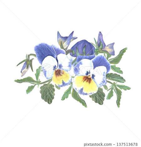 A floral arrangement of pansies and wild violets with leaves and buds, hand-painted in watercolor on an isolated white background. Simple botanical illustration clip art for store design, postcards. A floral arrangement of pansies and wild violets with leaves and buds, hand-painted in watercolor on an isolated white background. Simple botanical illustration clip art for store design, postcards. 137513678