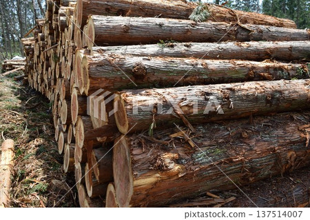 Logs of cut cedar Shonai, Yamagata Prefecture Logs of cut cedar Shonai, Yamagata Prefecture 137514007