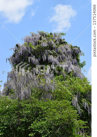 Wisteria flowers 137514066
