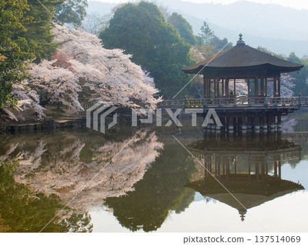 古都奈良的櫻花盛開 古都奈良的櫻花盛開 137514069