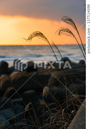 Sunset beach and pampas grass Sunset beach and pampas grass 137514096