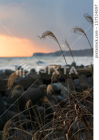 Sunset beach and pampas grass Sunset beach and pampas grass 137514097