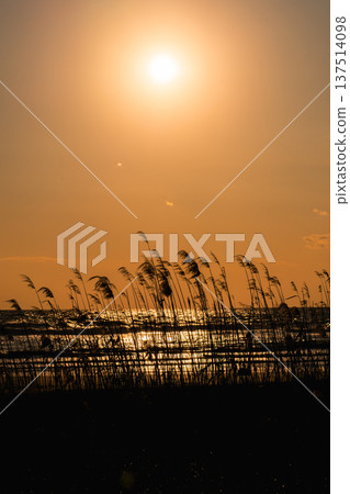 日落海灘和蒲葦 137514098